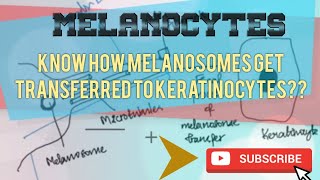 MELANOCYTES  STRUCTURE AND FUNCTION [upl. by Curr]