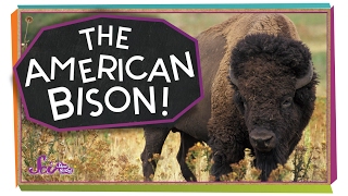 Meet the American Bison [upl. by Ravo75]