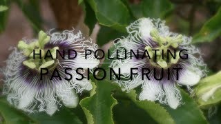 How to Hand Pollinating Passion Fruit Vine  Maracuya [upl. by Eirrehc]