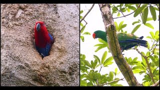 Eclectus Parrot Pair  Iron Range National Park [upl. by Nolitta]