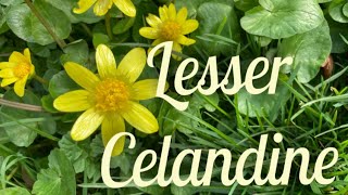 Lesser Celandine All Kinds of Trouble [upl. by Netsirhk332]