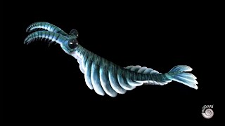 Anomalocaris canadensis  Creature of the Cambrian Explosion [upl. by Kcira]