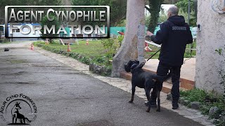 AGENT CYNOPHILE FORMATION EN DIRECTMAITRE CHIEN [upl. by Anirb405]