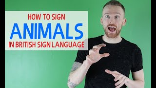 How to sign Animals in British Sign Language BSL [upl. by Selia635]