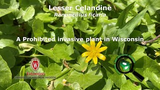 Lesser celandine identification of the Wisconsin invasive plant Ranunculus ficaria [upl. by Okier321]