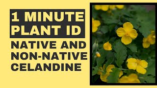 1 minute plant ID Native and nonnative celandine [upl. by Ramey951]