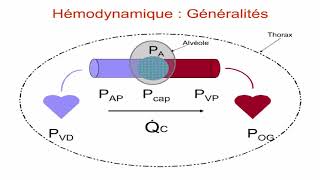 Circulation pulmonaire [upl. by Ahsenak]