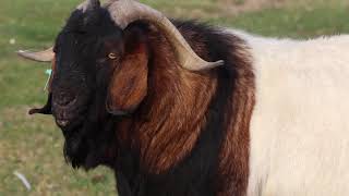 Boer Goats  Quality Meat Producers [upl. by Ailalue]