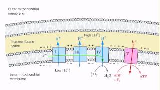 Coupling of ETS and ATP synthesis [upl. by Berns]