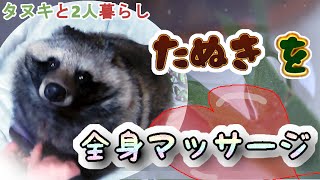 【タヌキと二人暮らし】タヌキを全身ブラッシングする I give Tanuki a body massage [upl. by Aiker]