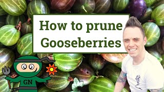 How amp when to prune gooseberries the beginners guide [upl. by Aicre]