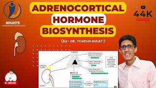 Adrenocortical Hormone Biosynthesis [upl. by Teuton]