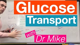 Glucose Transport  Metabolism [upl. by Stringer]