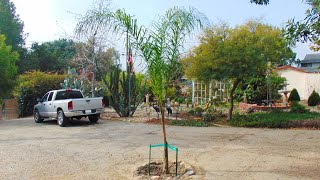 Planting a Queen Palm Tree [upl. by Adnohsek798]