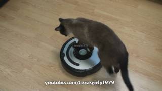 Cat shows HOW TO use iRobot Roomba Vacuum [upl. by Connett]