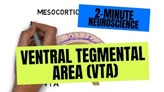 2Minute Neuroscience Ventral Tegmental Area VTA [upl. by Acenes156]