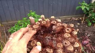 How To Plant Tree Ferns [upl. by Delastre]