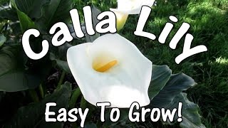 The Amazingly Beautiful Easy To Grow Calla Lily [upl. by Landes]