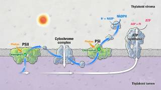 Photosynthesis Part 5 Light Reactions  HHMI BioInteractive Video [upl. by Debora]