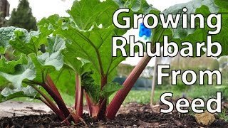 How to Grow Rhubarb from Seed for Productive Plants [upl. by Attenauqa350]