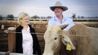 Cattle feedlot  the Herberts story  Australias oldest farming family [upl. by Nosnor]