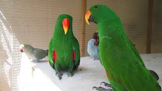 Eclectus parrot talking [upl. by Annek]