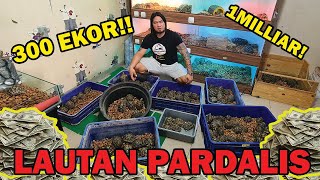 UNBOXING PARDALIS 300 EKOR TERMURAH SEINDONESIA [upl. by Stutsman]