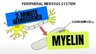 2Minute Neuroscience Myelin [upl. by Schear]