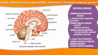 SISTEMUL NERVOSGENERALITĂȚI ANATOMIA ȘI FIZIOLOGIA MĂDUVEI SPINĂRII [upl. by Ycnaffit]