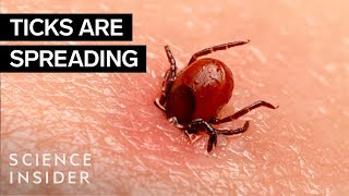 Why Ticks Are So Hard To Kill [upl. by Biddie694]