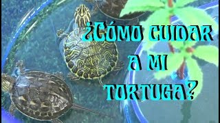 TORTUGAS Cuidados de una tortuga acuática [upl. by Dajma49]