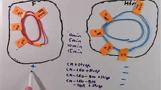 Bacterial Gene Mapping Using Conjugation [upl. by Leunammi]