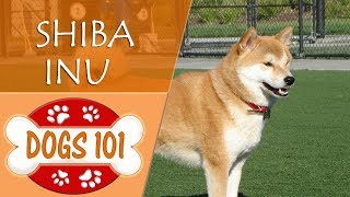 Dogs 101  SHIBA INU  Top Dog Facts About the SHIBA INU [upl. by Adlihtam]