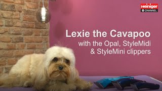 Professional Groomer Francisco using Heiniger Opal StyleMidi StyleMini Feat Lexie the Cavapoo [upl. by Airottiv609]