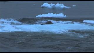 Orcas Hunt a Seal in the Antarctic Ice [upl. by Nylanej827]