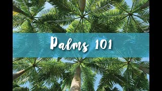 Palms 101 Part 1 [upl. by Flss]