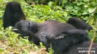 GRACE Gorilla Livestream powered by EXPLOREorg [upl. by Yebba]