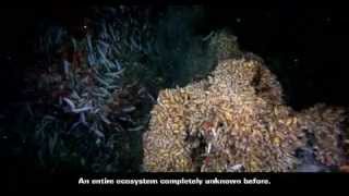 Hydrothermal Vent Creatures Smithsonian Ocean Portal [upl. by Ylus]