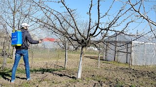 Stropirea pomilor fructiferi primavara  faza de buton [upl. by Nysila]