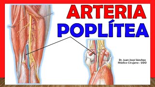 🥇 ARTERIA POPLÍTEA Anatomía ¡Explicación Fácil y Sencilla [upl. by Corydon]