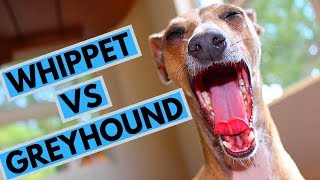 Whippet vs Greyhound  Choosing a Puppy [upl. by Nyvek623]