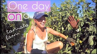 Life on a tomato farm in Australia  A true backpacker job [upl. by Roy268]