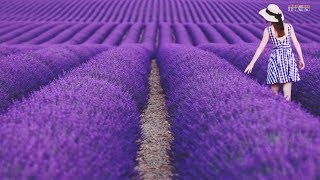 The Most Beautiful Lavender Flowers in the World [upl. by Nyleikcaj70]