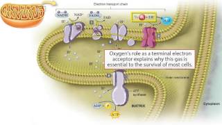 What is Electron Transport Chain [upl. by Digdirb525]