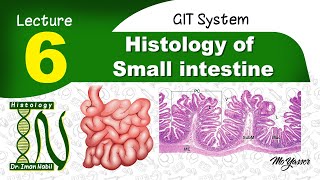 6Histology of Small intestineGIT [upl. by Akkeber]