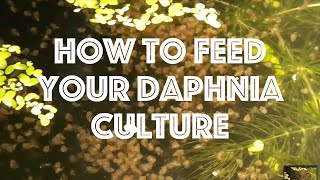 How To Feed Your Daphnia Culture [upl. by Pavlish]