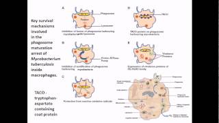 Mycobacterium tuberculosis infection and diseases [upl. by Beverley]