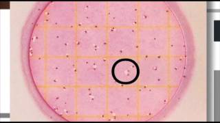 3M™ Petrifilm™ Plates Coliform [upl. by Odlaw]