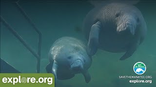 Underwater Manatee Cam at Blue Spring State Park [upl. by Aizahs]