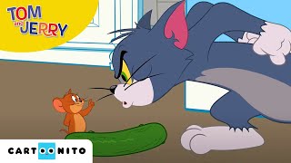 Tom și Jerry  Castravetofobia  Cartoonito [upl. by Placido459]